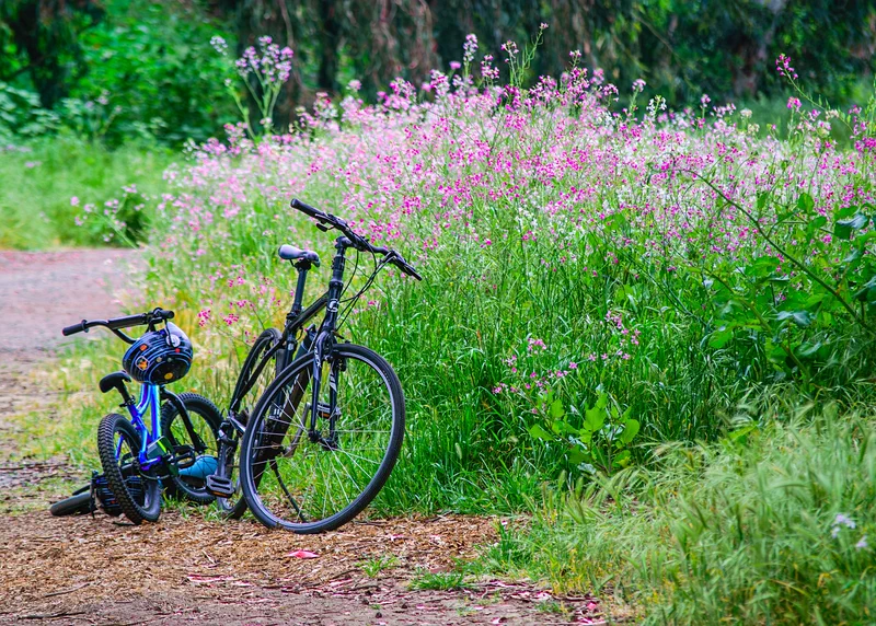 Twee fietsen op een landweg, tussen bloeiende bermen