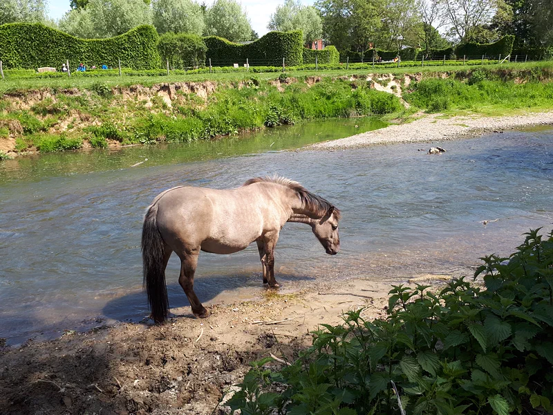 Een konikpaard drinkt uit de Geul in natuurgebied Ingendael